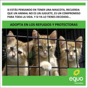 Foto gatitos esperando adopción